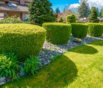 Création et entretien d'un jardin 
