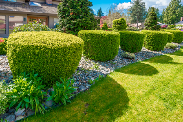 Création et entretien d'un jardin 